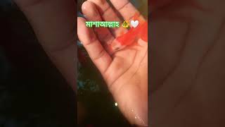 গোল্ডফিশ #hijab #hijabi #fish  #fish #aquarium #shortsvideo
