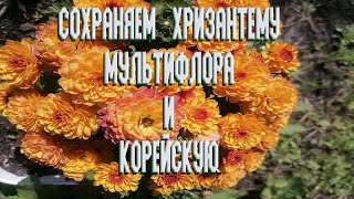 Как сохранить хризантему мультифлора, корейскую.  Когда обрезать и как