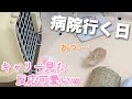 「病院行くよ！」とキャリー見せた時の反応が可愛すぎたうさぎw
