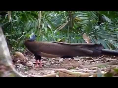 Burung Ruai asal kalimantan YouTube