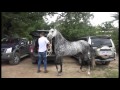 tv caballos Nicoya 2017