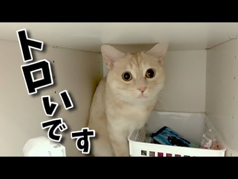 俊敏さを失ってしまった猫