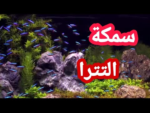 فيديو: ما أنواع الأسماك التي تتجذر بها أسماك النيون؟