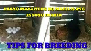 Mga tips kung paano mabilis mapaitlog ang manok para makaparami
#nativechickens#buhayprobinsya#breeding