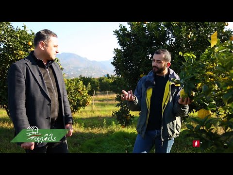 #ფერმა ციტრუსის სანერგე აჭარაში და ლაგოდეხელი ექიმი-ფერმერი