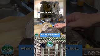 WAVY+ RECAP! Life Outdoors with Chris Reckling: Wild Bird Rescue and Rehab with Tommy White!