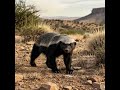 The Legendary Honey Badger: Regional Types &amp; Global Secrets