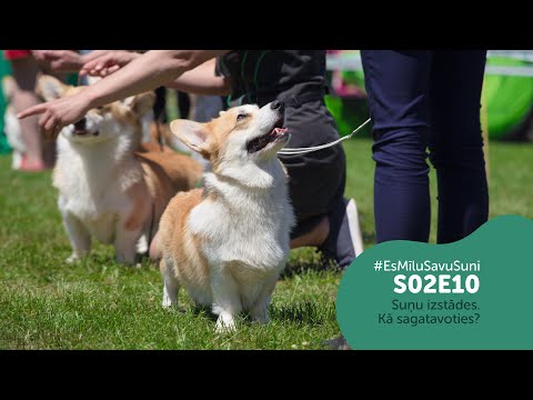 Video: 11 reti sastopamās suņu šķirnes