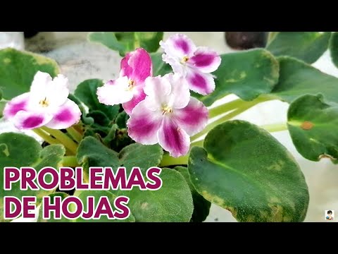 violetas africanas problemas de las hojas y soluciones CHUYITO JARDINERO