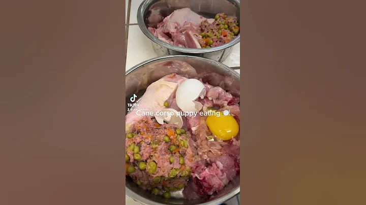 Cane corso puppy eating (Raw Diet)