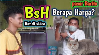 Harga Kucing British BSH ❗ Di pasar Barito Jakarta Selatan