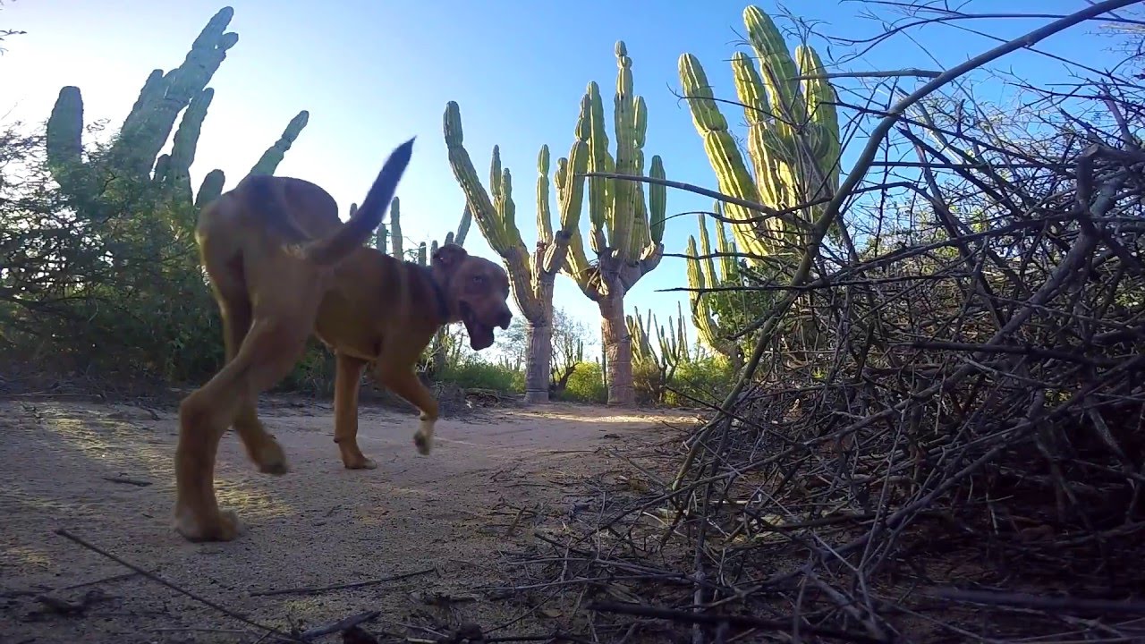 La Ventana, Mexico YouTube La Ventana, Mexico YouTube