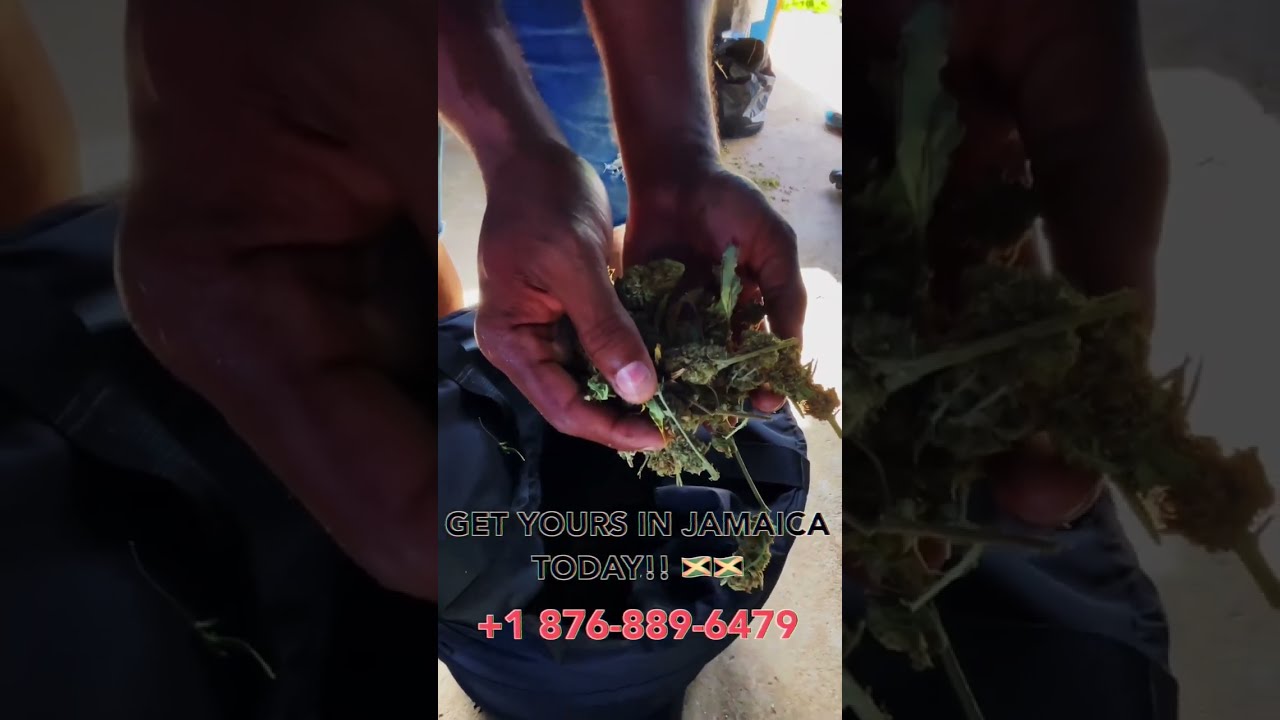 CannaVet Has Brought Innovation with @Trimbag Dry Trimmer to Jamaica! 