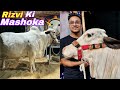 Mere dost rizvi ki mashoka  bakra eid season  episode  01  