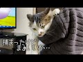 油断して捕まるも息子に身を任せきる猫
