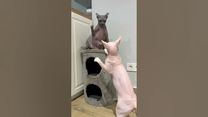 Watch the video about Cat slapping another cat, until it finally fights back.😂 #sphynx #sphynxcat #catlovers