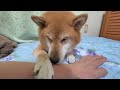 【ペロペロ】こてつと過ごすふたりの時間