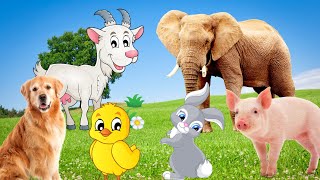 Cute little animals - Elephant, dog, duck, goat, rabbit - Animal moments by Animal Moments 225,266 views 1 year ago 25 minutes