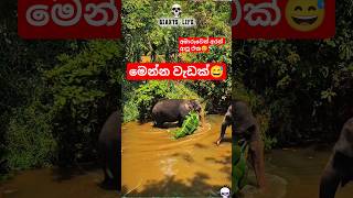 අමාරුවෙන් ගෙනාපු එක නේද😅 #elephant #srilankanelephant #wildanimalattack #travel #funny #animals #අලි