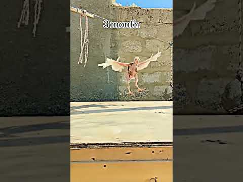 مرا موغا میری جان