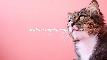 Wie sieht es aus wenn eine weibliche Katze markiert?