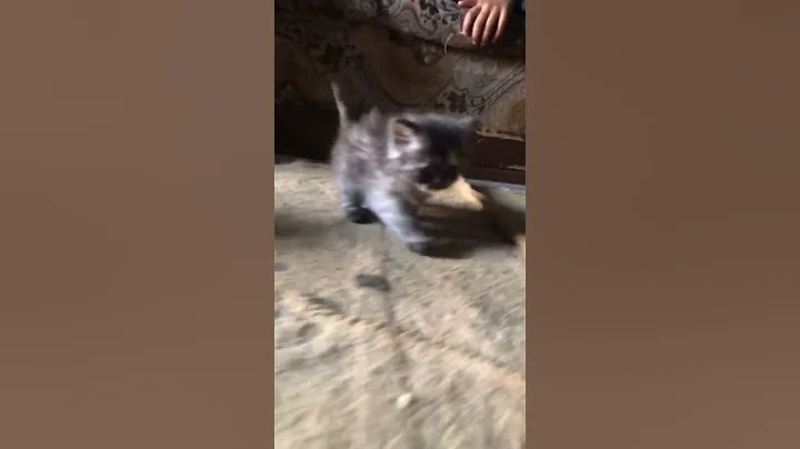 Video 4214411: kitten cats animals catlover, cats kitten funny catlover, cats catlover kitten cute, kitten animal catlover beautiful, kitten baby cat beautiful, kitten playing catlover, kitten sweet cat