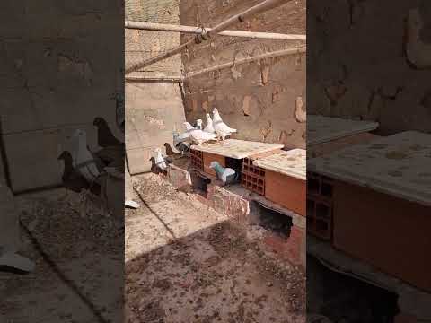 الحمام البلدي الجزائر 