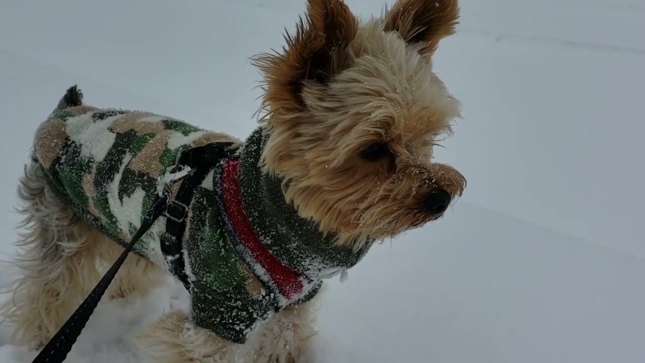 Welsh Terrier and Yorkie in Arizona