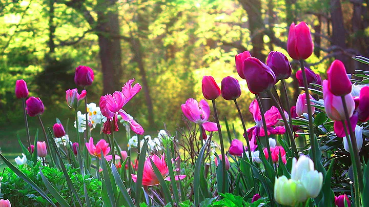 Soothing mixed forest and birdsong. Nightingale, cuckoo, blackbird. 4 Hours of video. ☁️7654