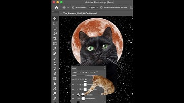 Creating Cat Collages With Matt McCarthy in #Photoshop Part 4 #shorts