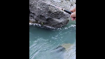 Mancing wader arus deras tarikannya mantap-mantap #mancingwader #joranlentur #mancing #waderan
