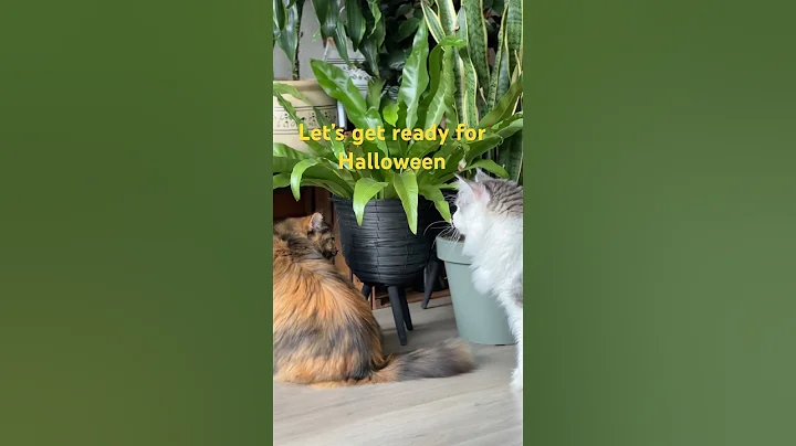 Video 11443421: persian cat mainecoon, mainecoons funny cats pets, persian cat pet love, persian cats indian, persian cat angry, persian cat family