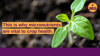 Why trace minerals & micronutrients are vital to crop health, disease resistance | Regenerative Ag