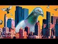 Understanding Pigeons in Urban Environments