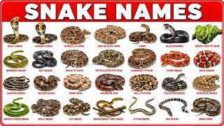Snakes for Kids | Learn 30 Snake Names and Facts | Learning Smart #snakenames
