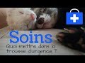 Soins quotidiens du furet et trousse durgence  les furets malins