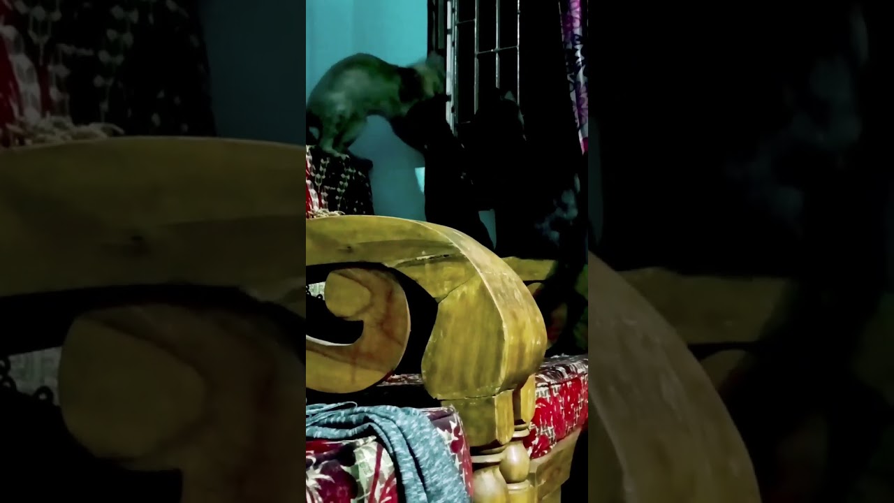 মাইর থেকে যদি ভালো কিছু হয়, তবে মাইর ই ভালো ||  caring cat #shorts #viralshorts