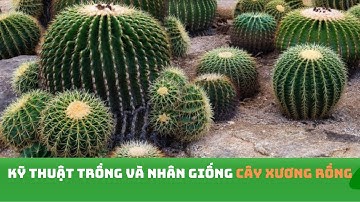 Kỹ thuật trồng và nhân giống cây xương rồng | VTC16