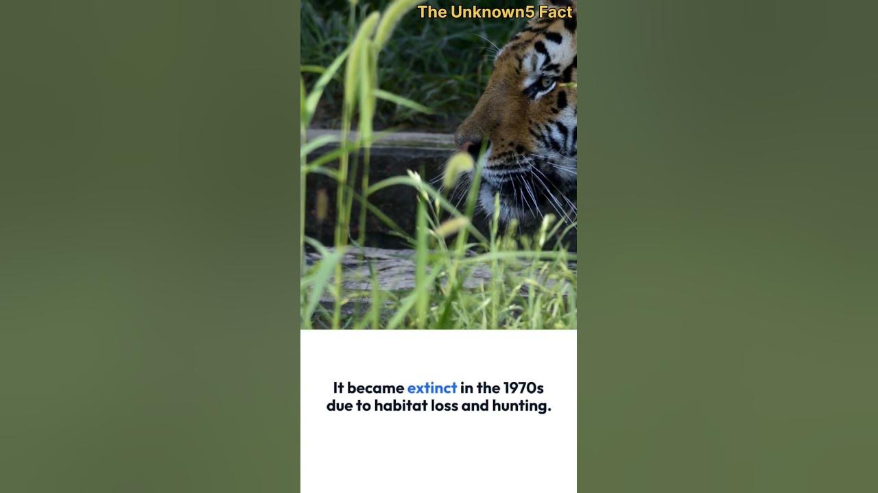 Sunda Island Tiger Facts #youtubeshorts #animals #viral #shorts #short