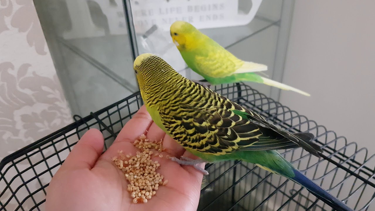 How To Get Your Budgie To Trust You YouTube