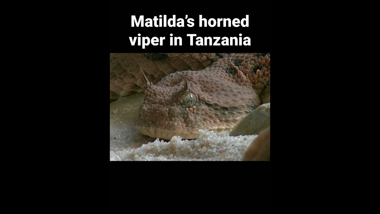 Matilda’s horned viper in Tanzania 