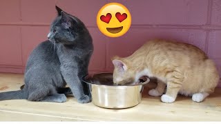 So Many Kittens at Humane Society!!! by JoyAndFun 61 views 1 year ago 2 minutes, 20 seconds