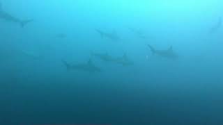 Socorro Island, Mexico. Lots of Hammer Head ahead!!!
