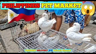Download Lagu PHILIPPINES PET MARKET MP3