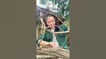 Dây cóc đắng #catlai