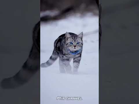 القطة ذات العيون الزرقاء