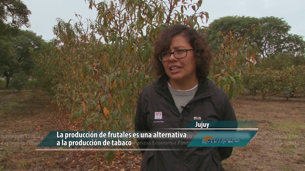 Duraznos en los Valles templados intangible