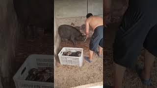 Tách lợn con mới sinh sản. #lonrunggiong #lonrungthit #vatnuoigiatricao