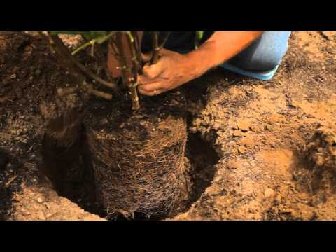 تصویری: ریشه های بوته ای یاس بنفش - آیا کاشت یاس بنفش در نزدیکی پایه ها خوب است