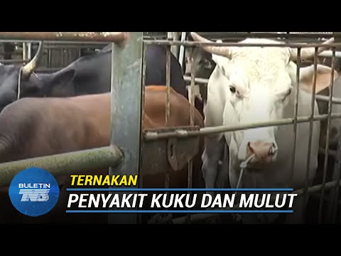 Video: Menguruskan Penyakit Kaki Dan Mulut Pada Populasi Ternakan